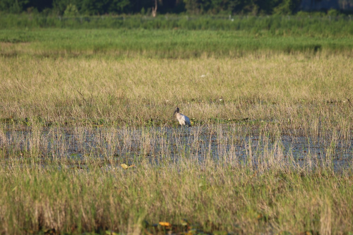 Wood Stork - ML621866215