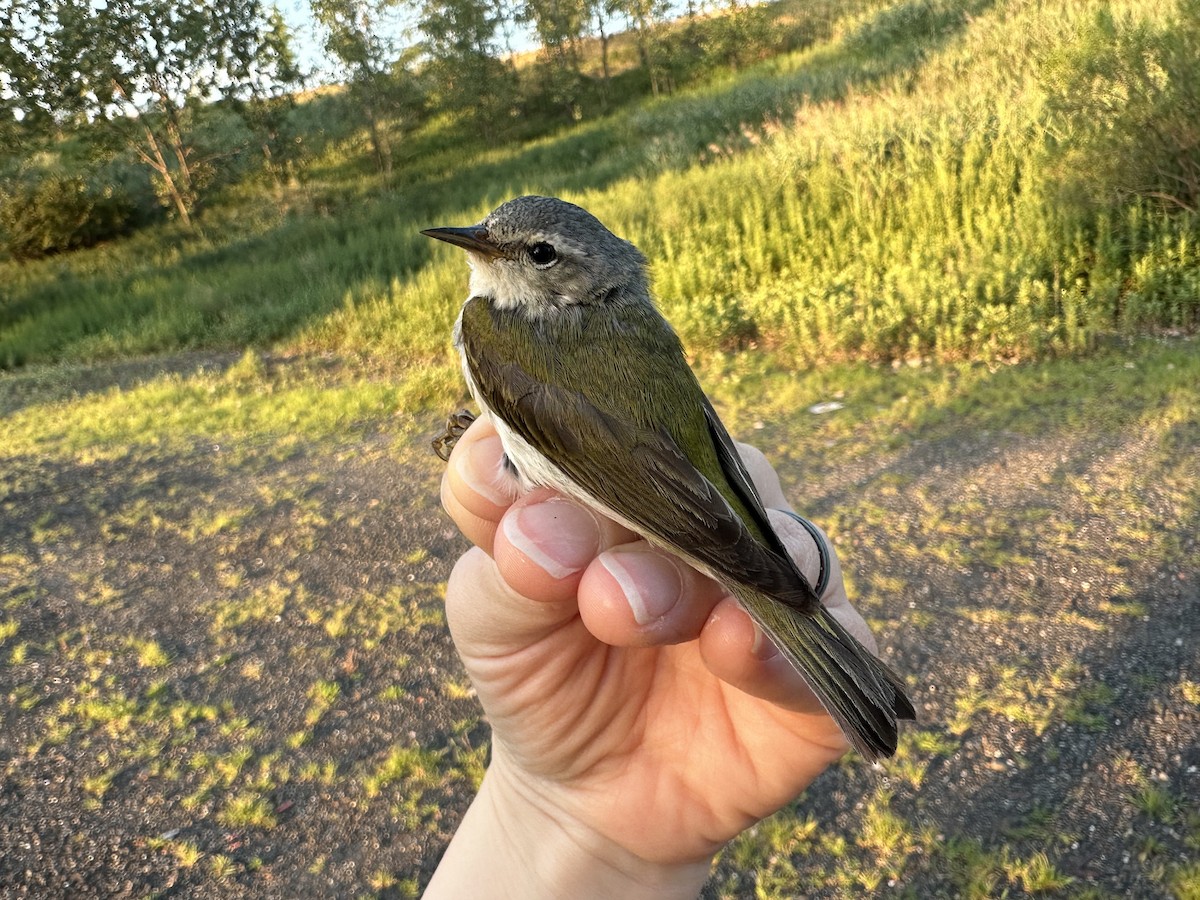 Tennessee Warbler - ML621866235