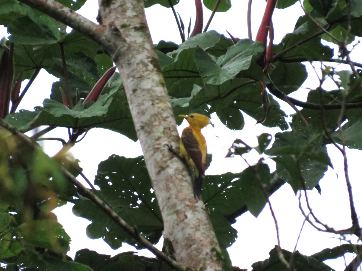 Cream-colored Woodpecker - ML621866240