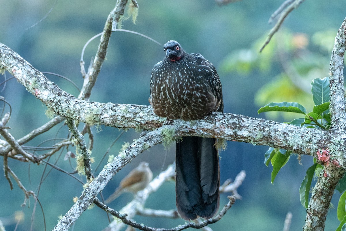 Dusky-legged Guan - ML621866248