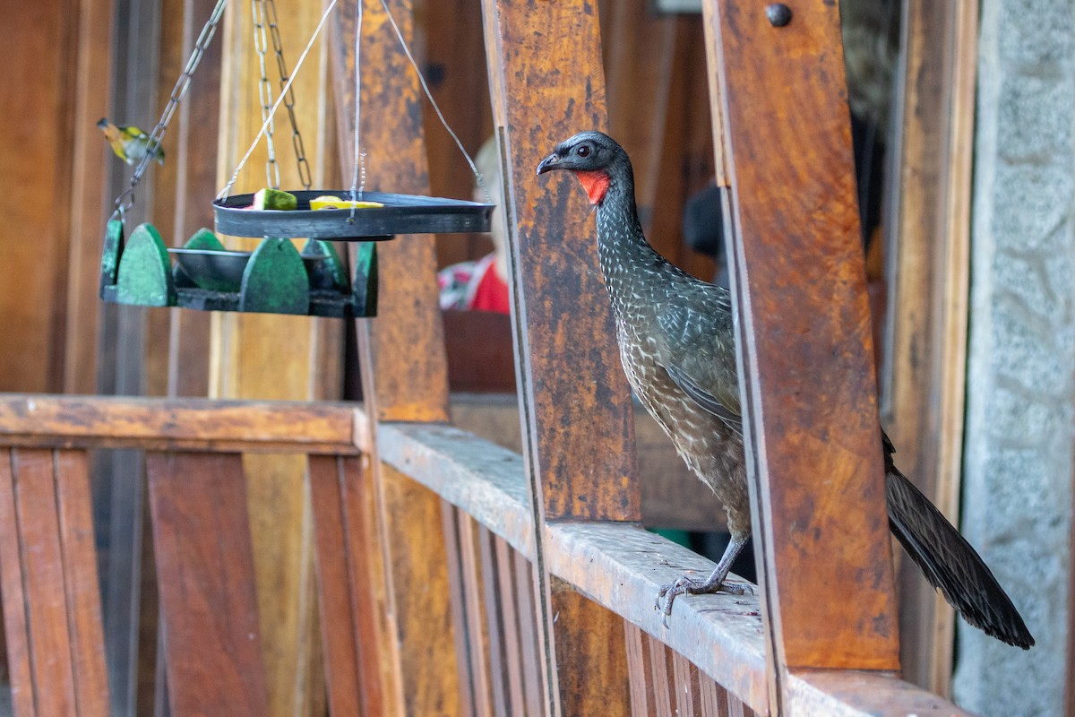 Dusky-legged Guan - ML621866249