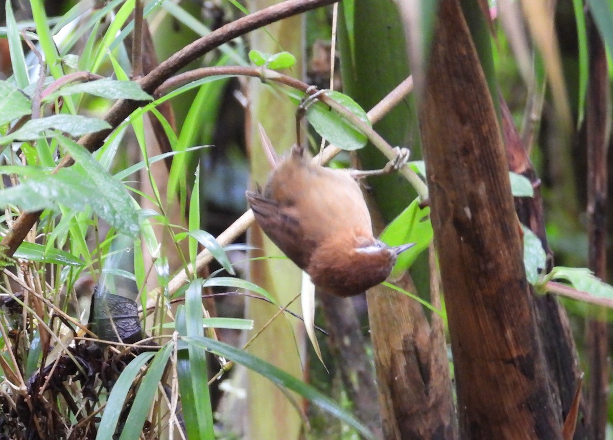 White-browed Spinetail - ML621866295