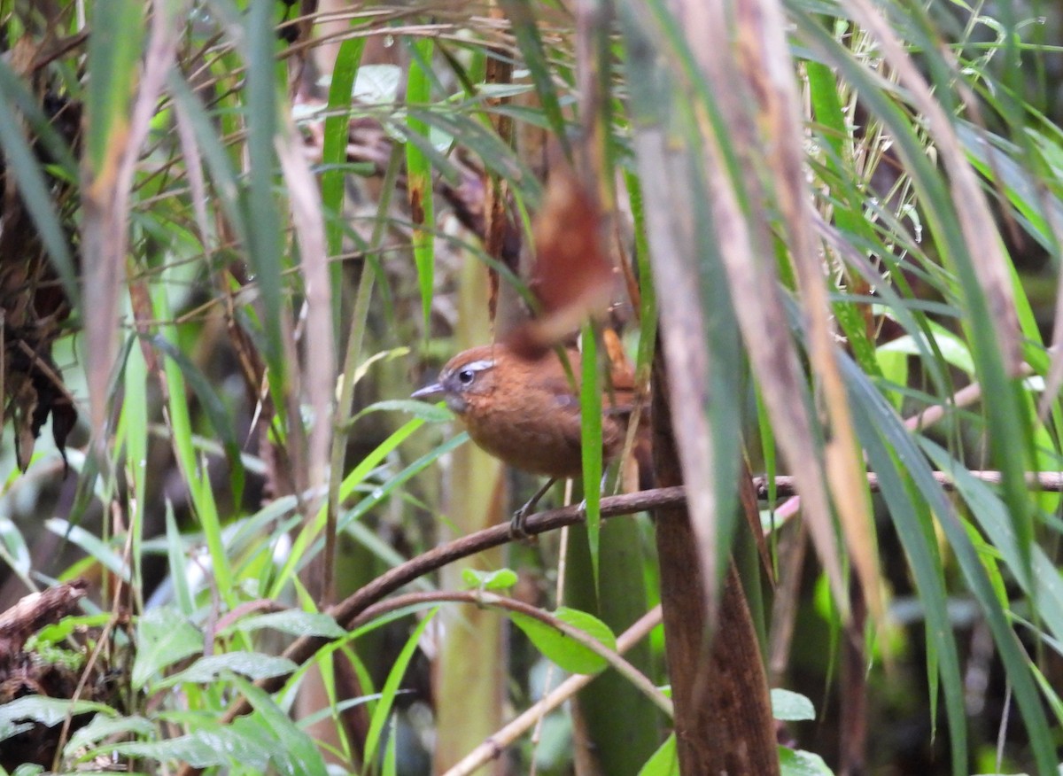 White-browed Spinetail - ML621866297