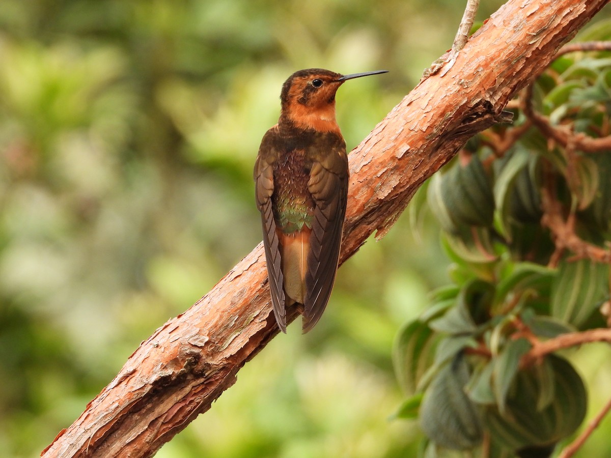 Colibrí Cobrizo - ML621866321