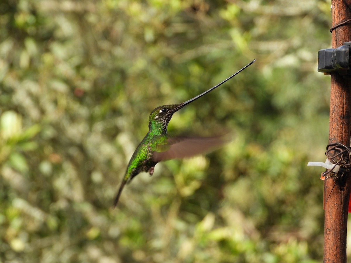 Sword-billed Hummingbird - ML621866325