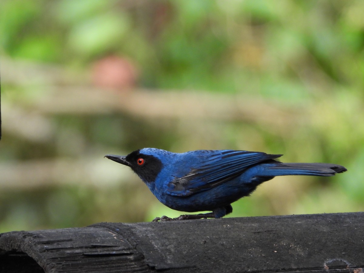 Masked Flowerpiercer - ML621866333