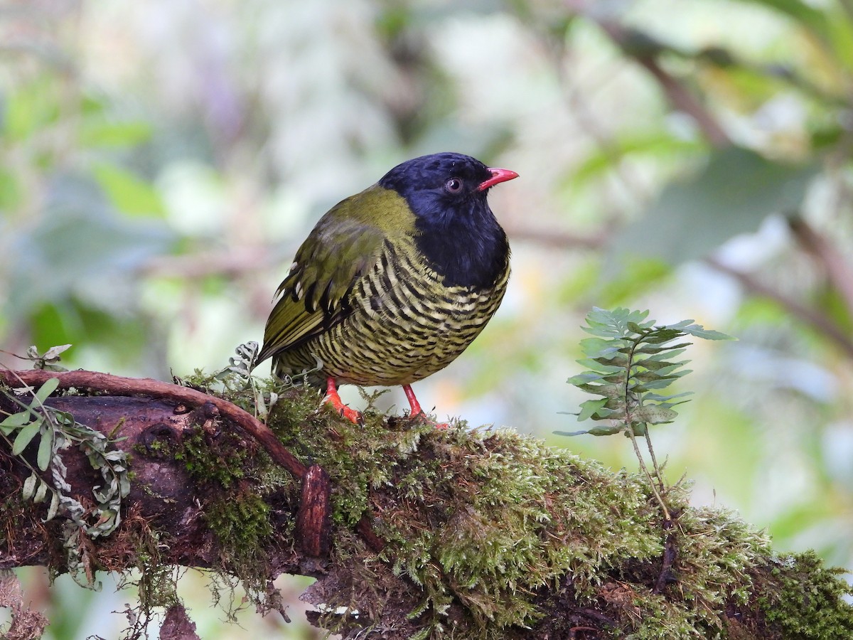 Barred Fruiteater - ML621866372