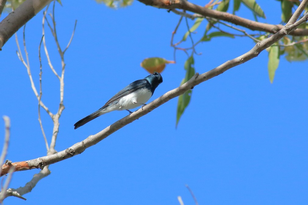 Satin Flycatcher - ML621866377