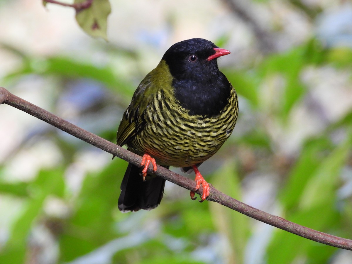 Barred Fruiteater - ML621866378