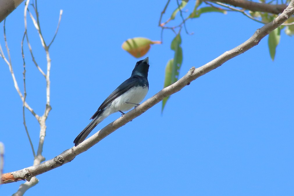 Satin Flycatcher - Paul Lynch