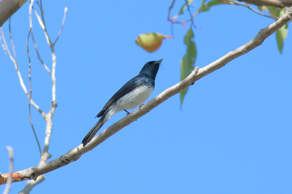 Satin Flycatcher - ML621866380