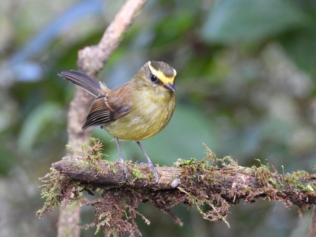 Yellow-bellied Chat-Tyrant - ML621866382