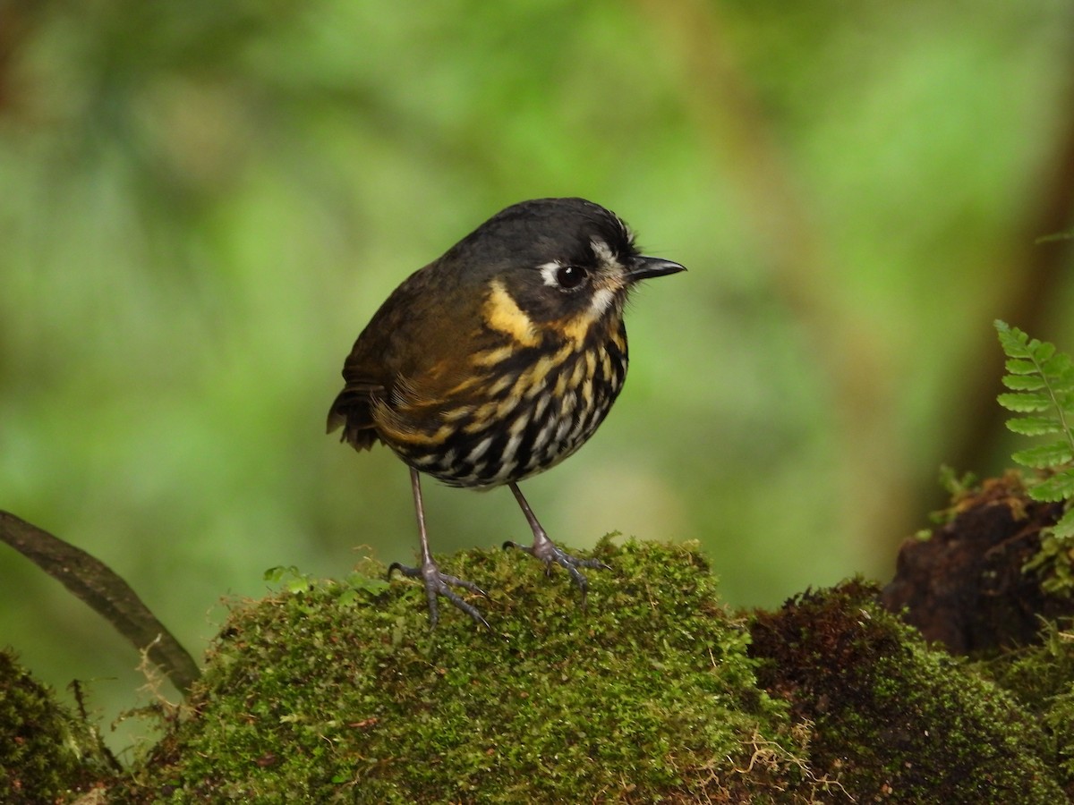 Crescent-faced Antpitta - ML621866387