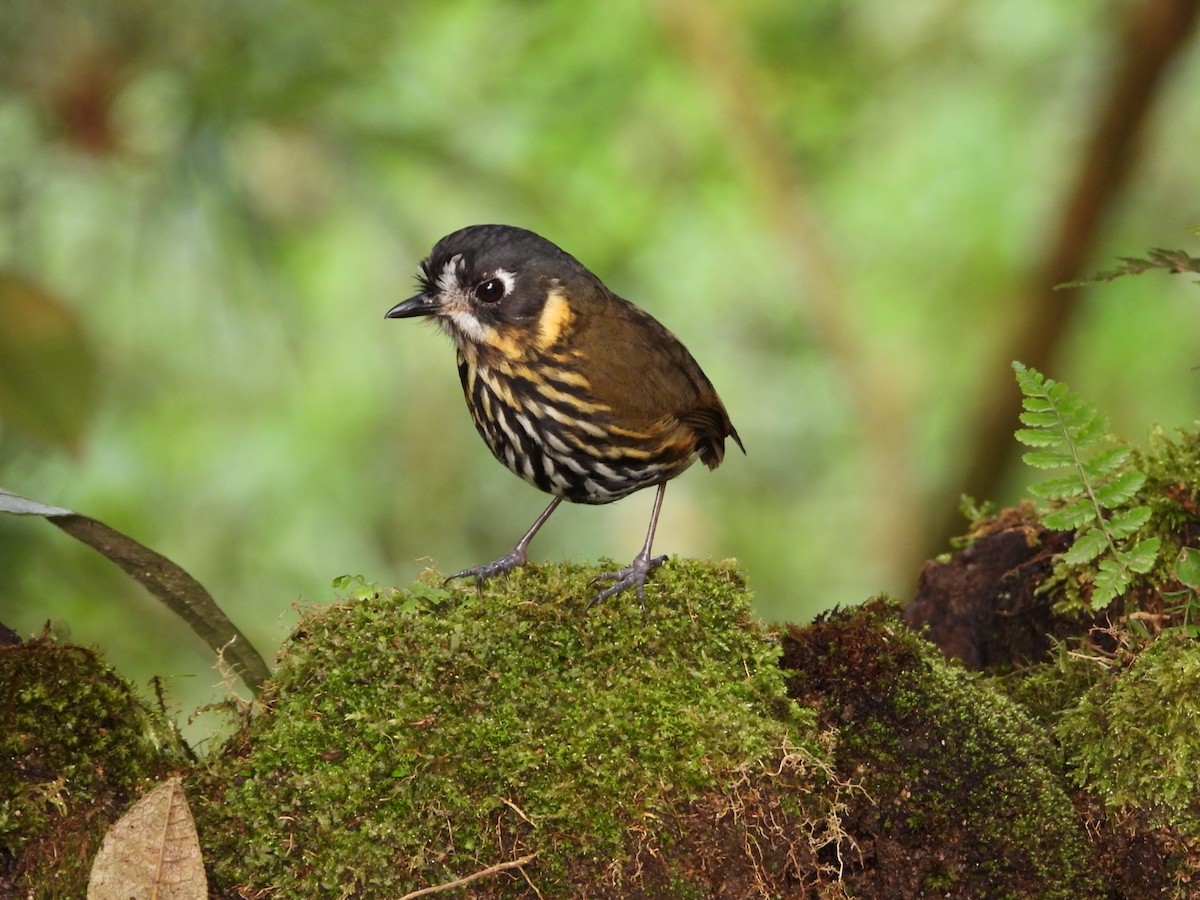 Crescent-faced Antpitta - ML621866388