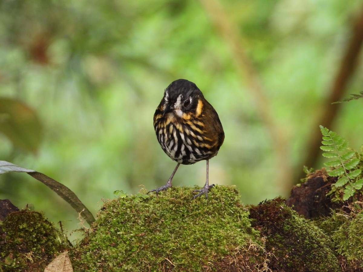 Crescent-faced Antpitta - biel miquel