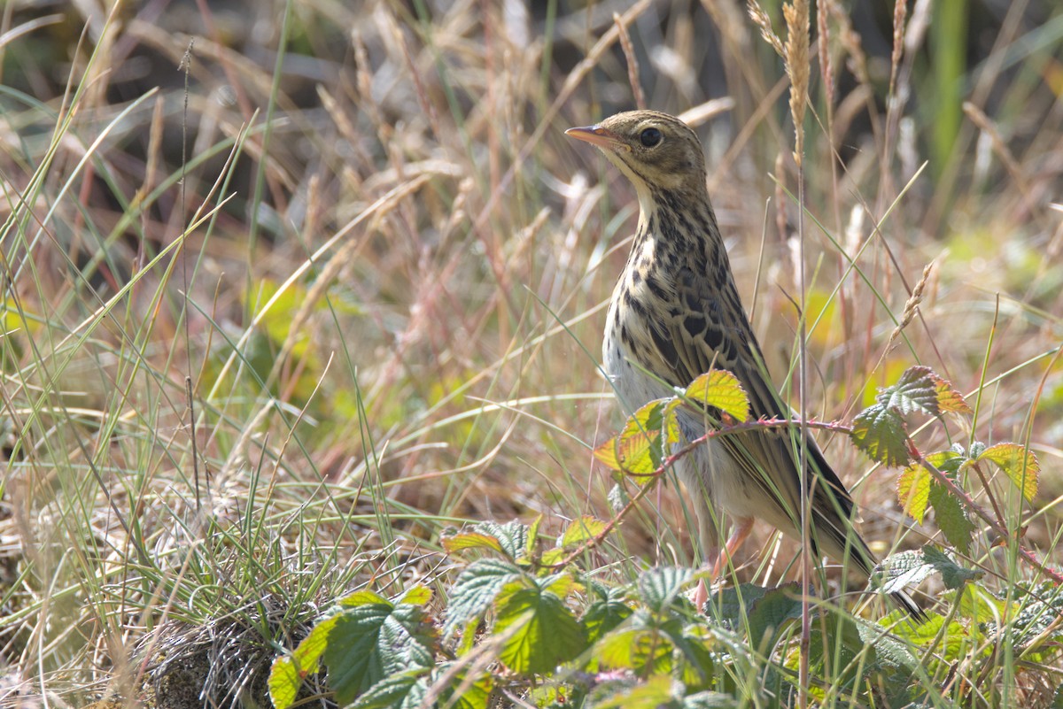 Tree Pipit - ML621866394