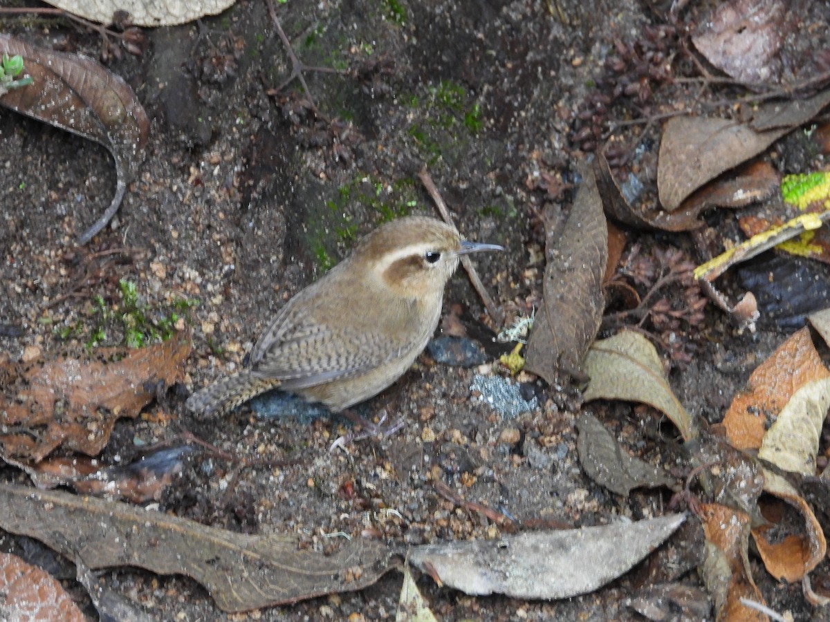 Mountain Wren - ML621866397