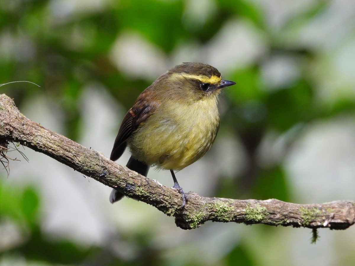 Yellow-bellied Chat-Tyrant - ML621866400