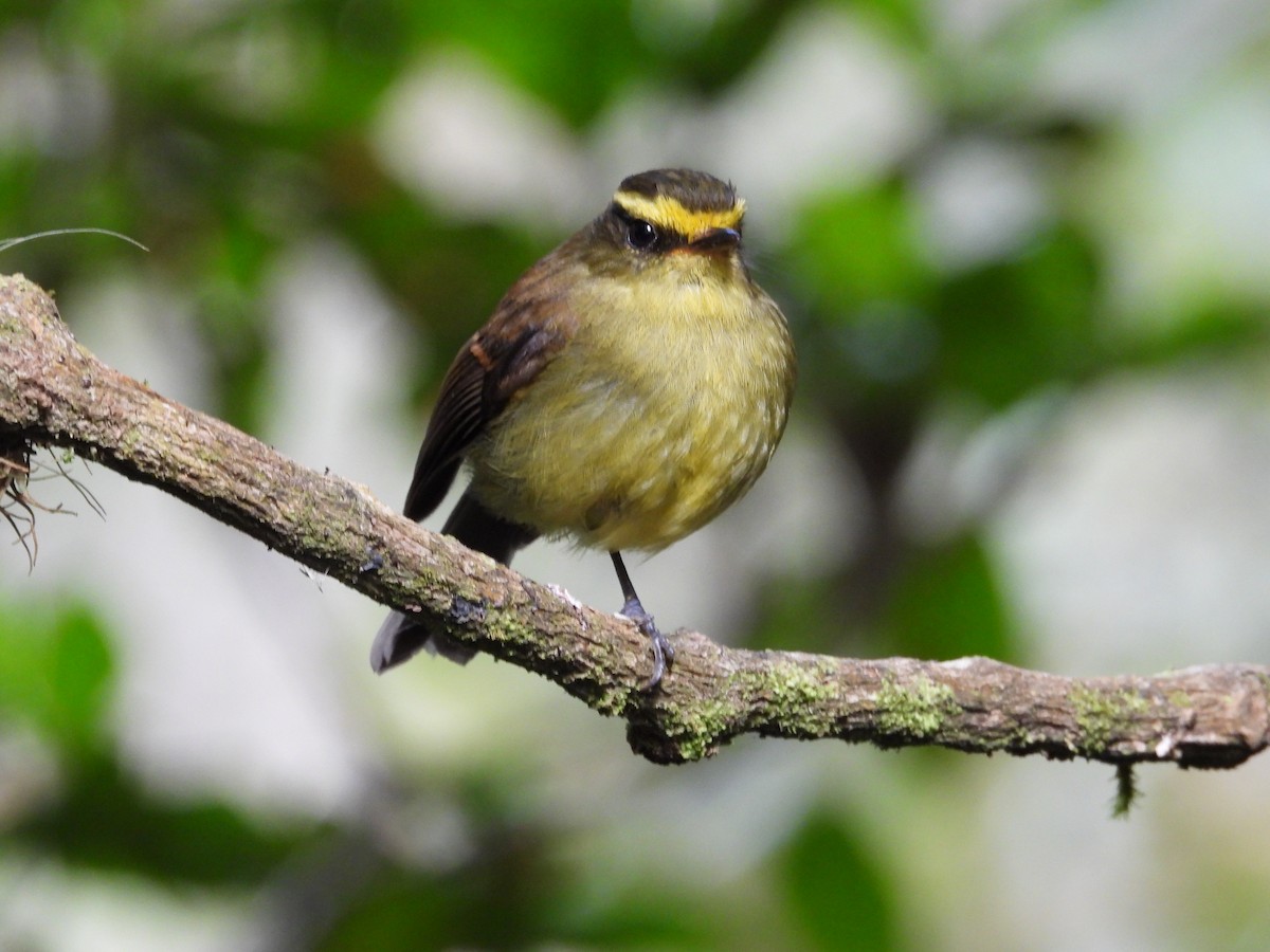 Yellow-bellied Chat-Tyrant - ML621866401