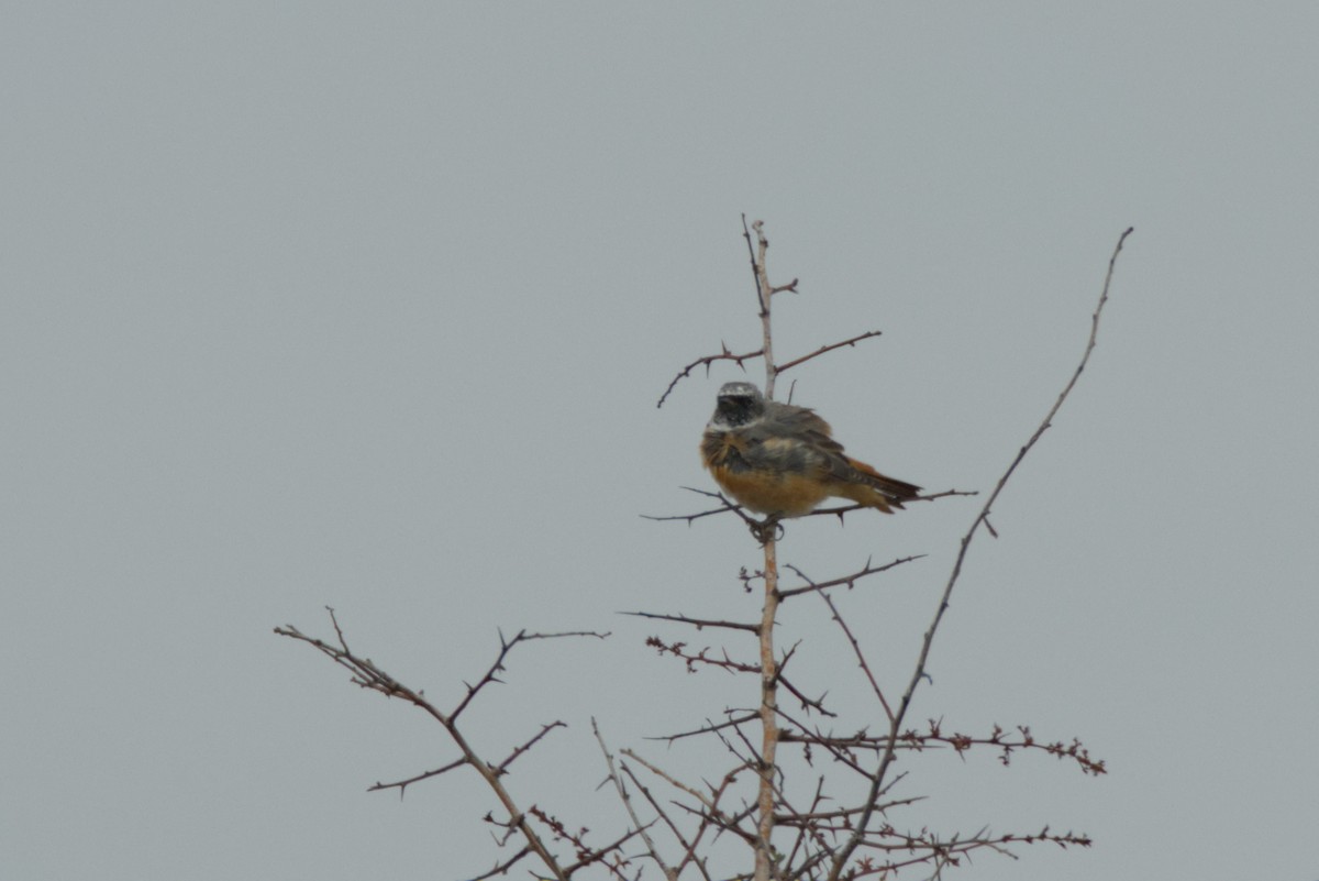 Common Redstart - ML621866402