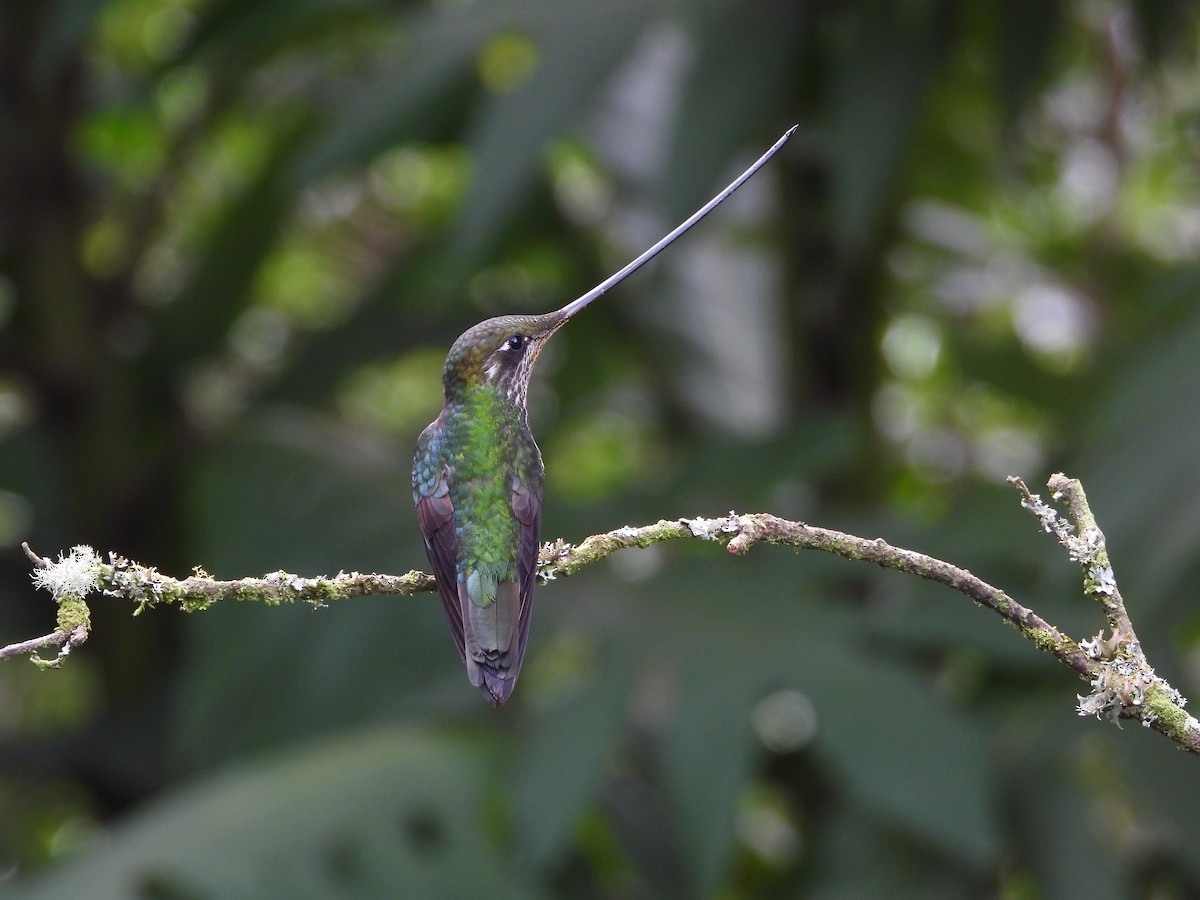 Colibrí Picoespada - ML621866416