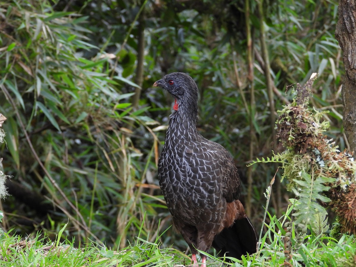 Andean Guan - ML621866421