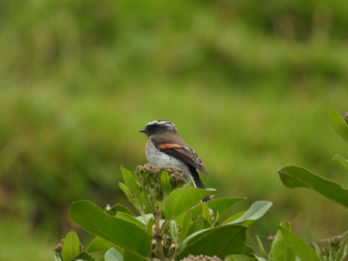 Rufous-breasted Chat-Tyrant - ML621866437