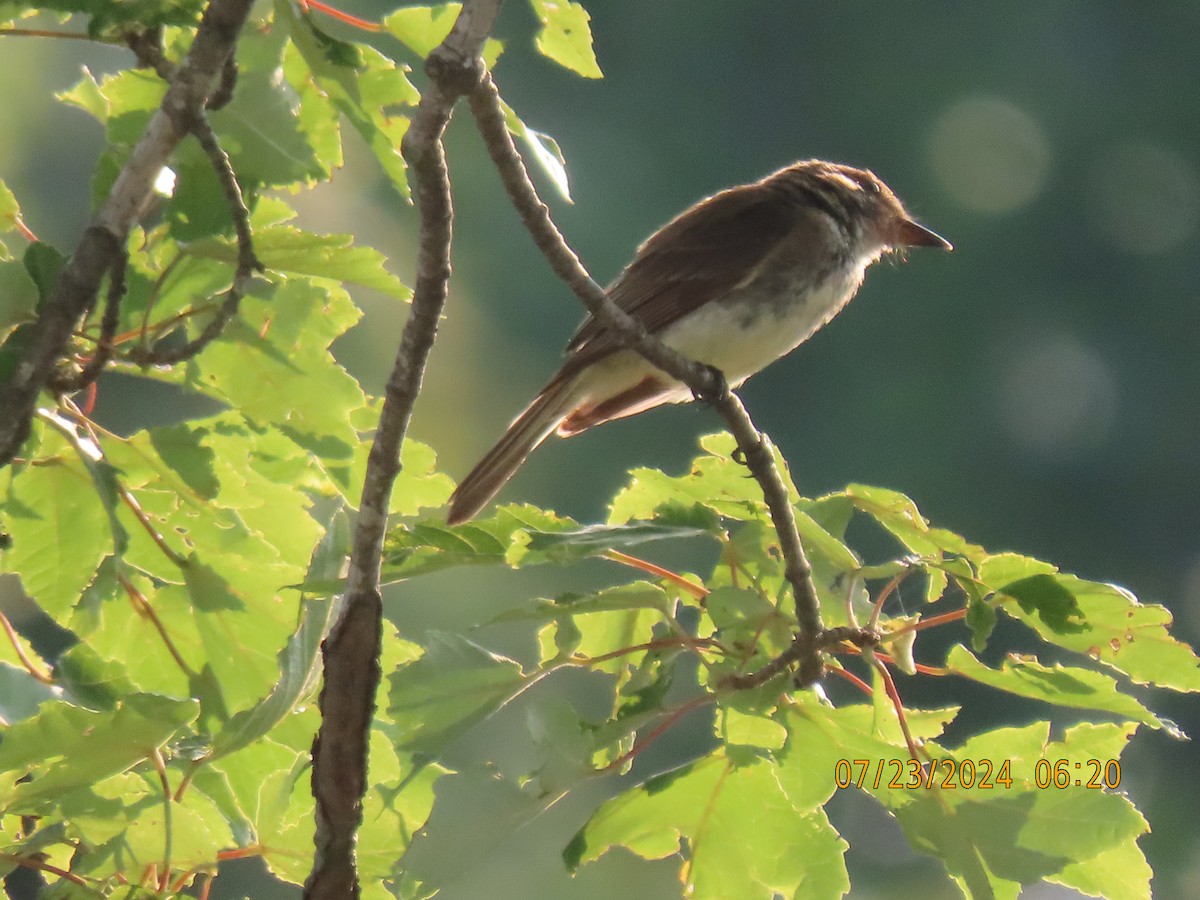 Eastern Phoebe - ML621866474