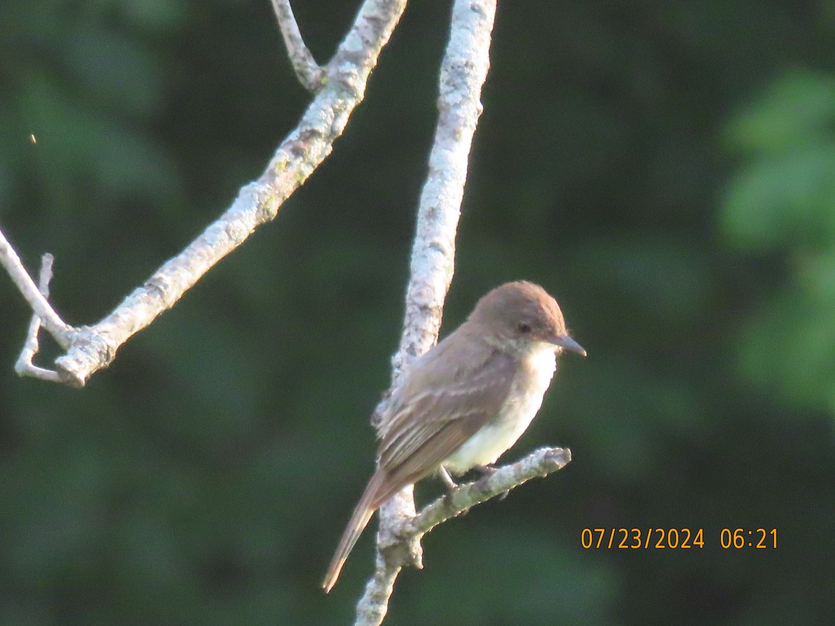 Eastern Phoebe - Leon Book