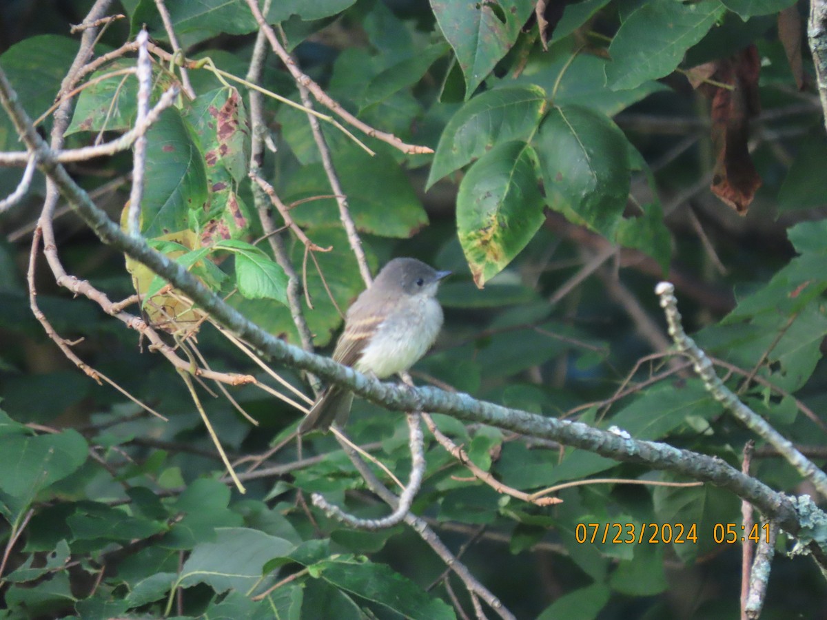 Eastern Phoebe - Leon Book