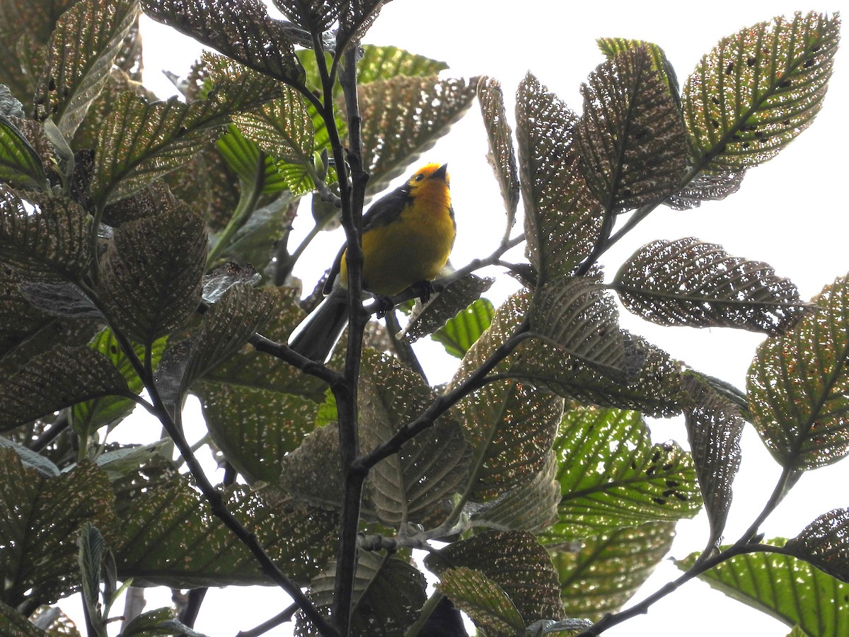 Golden-fronted Redstart - biel miquel