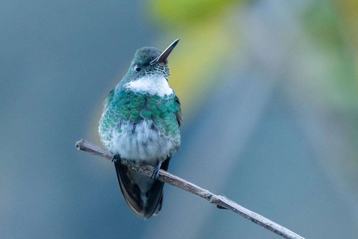 White-throated Hummingbird - Neil Hayward