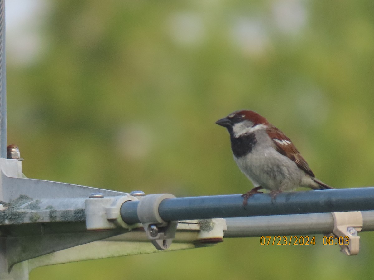 House Sparrow - ML621866499