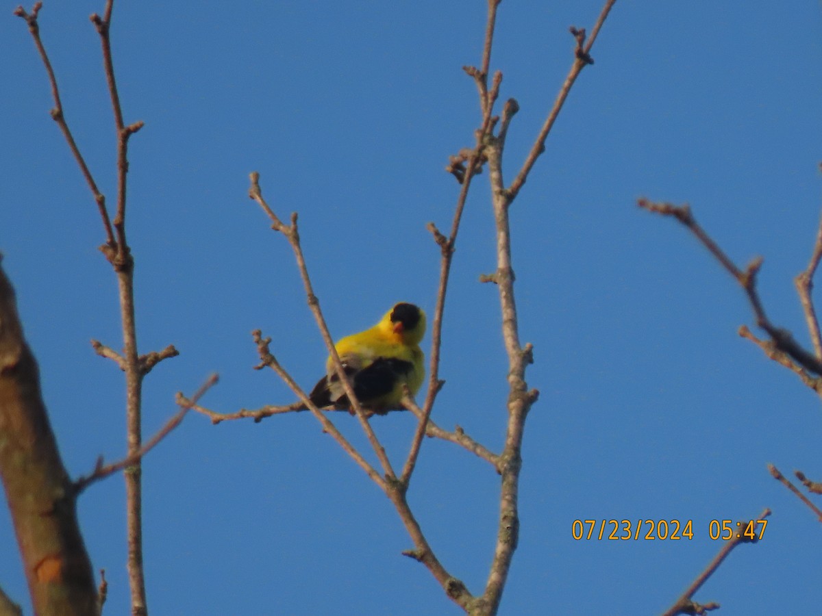 American Goldfinch - ML621866506