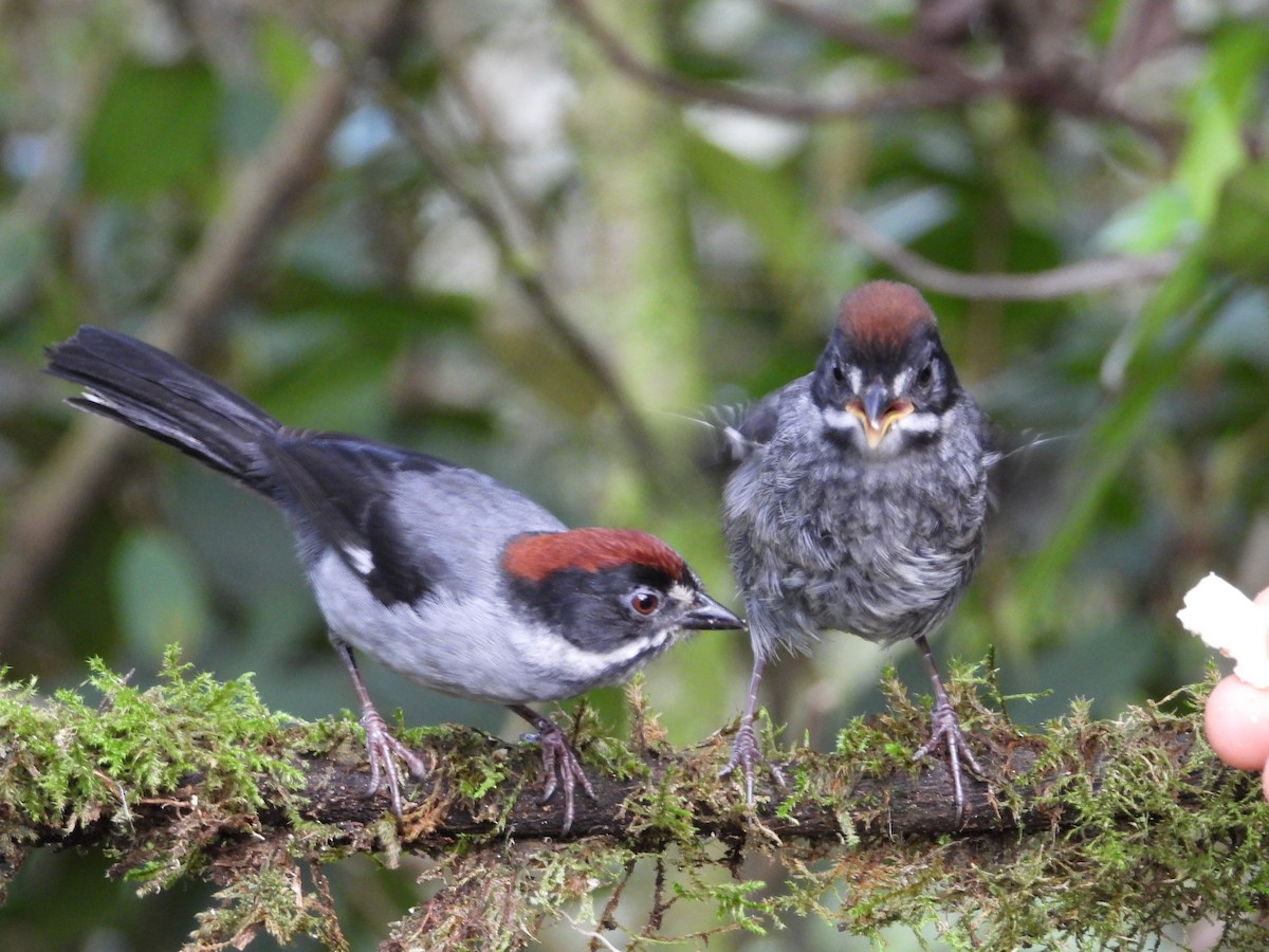 Slaty Brushfinch - ML621866532