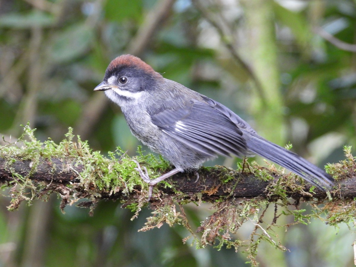 Slaty Brushfinch - ML621866533