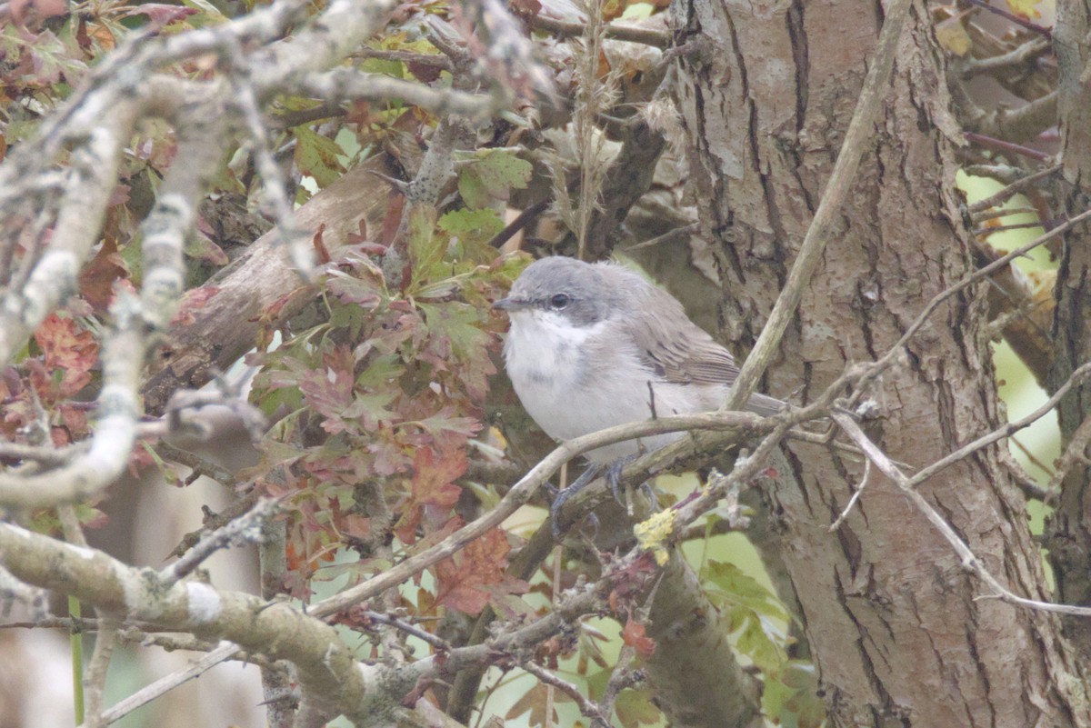 Lesser Whitethroat (Lesser) - ML621866535