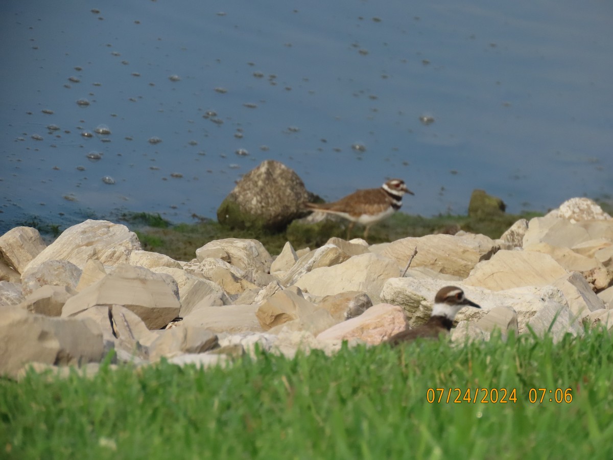 Killdeer - ML621866553