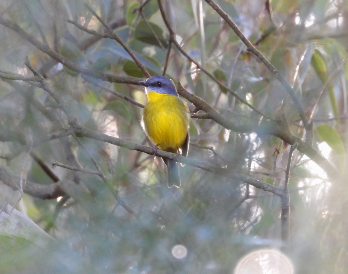 Eastern Yellow Robin - ML621866562