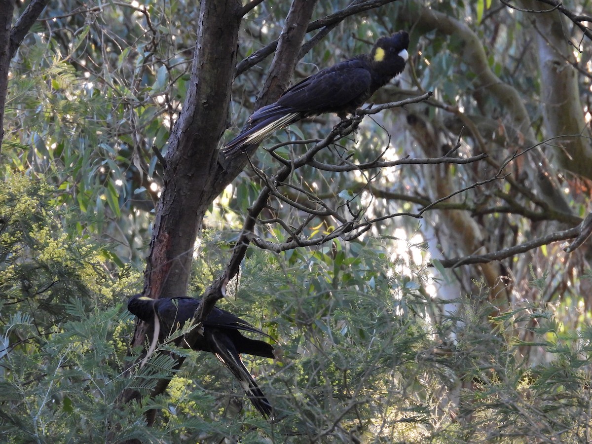 Cacatúa Fúnebre Coliamarilla - ML621866571