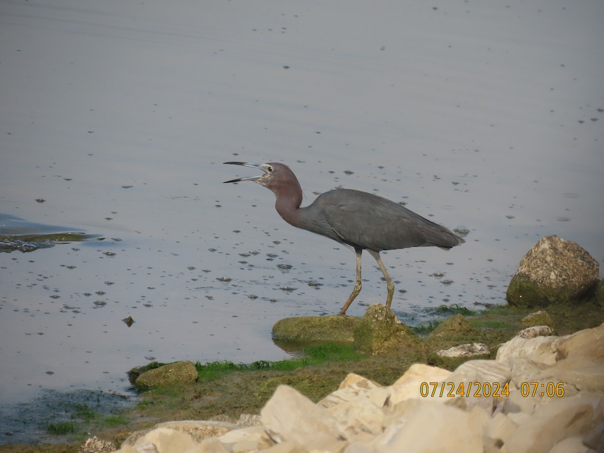 Little Blue Heron - ML621866626