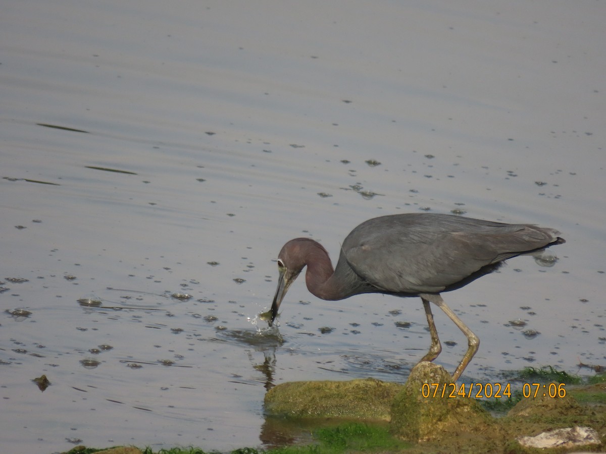 Little Blue Heron - ML621866627