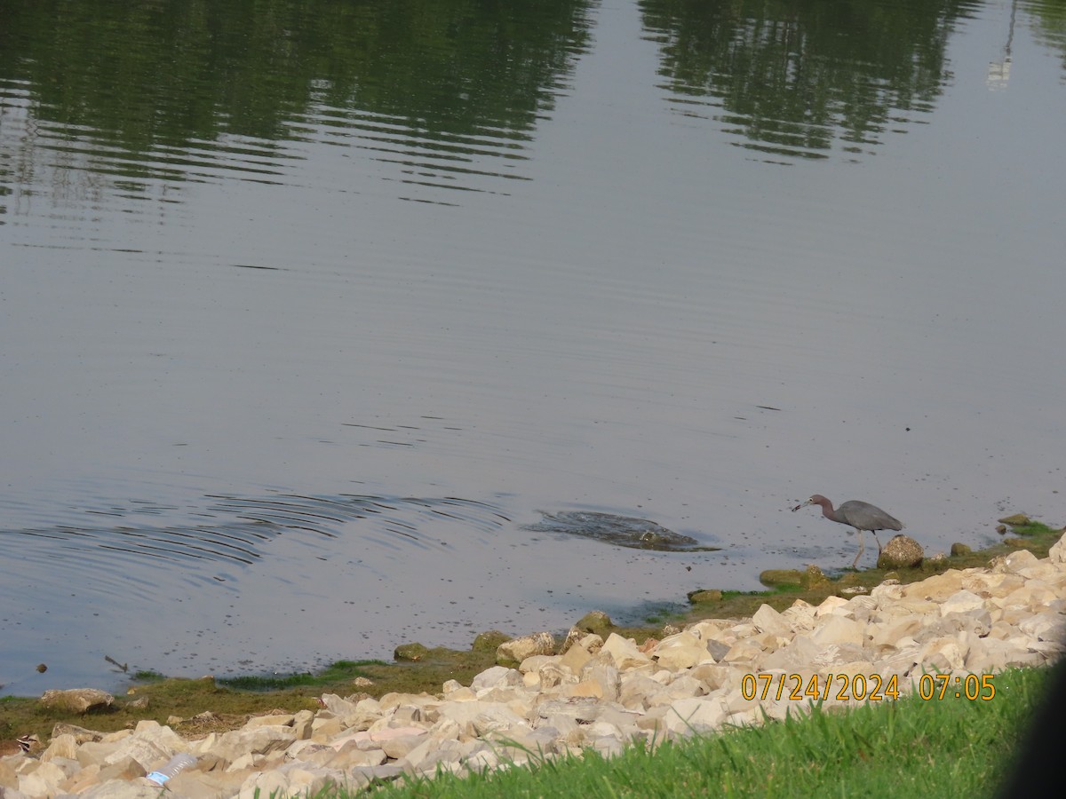 Little Blue Heron - Leon Book