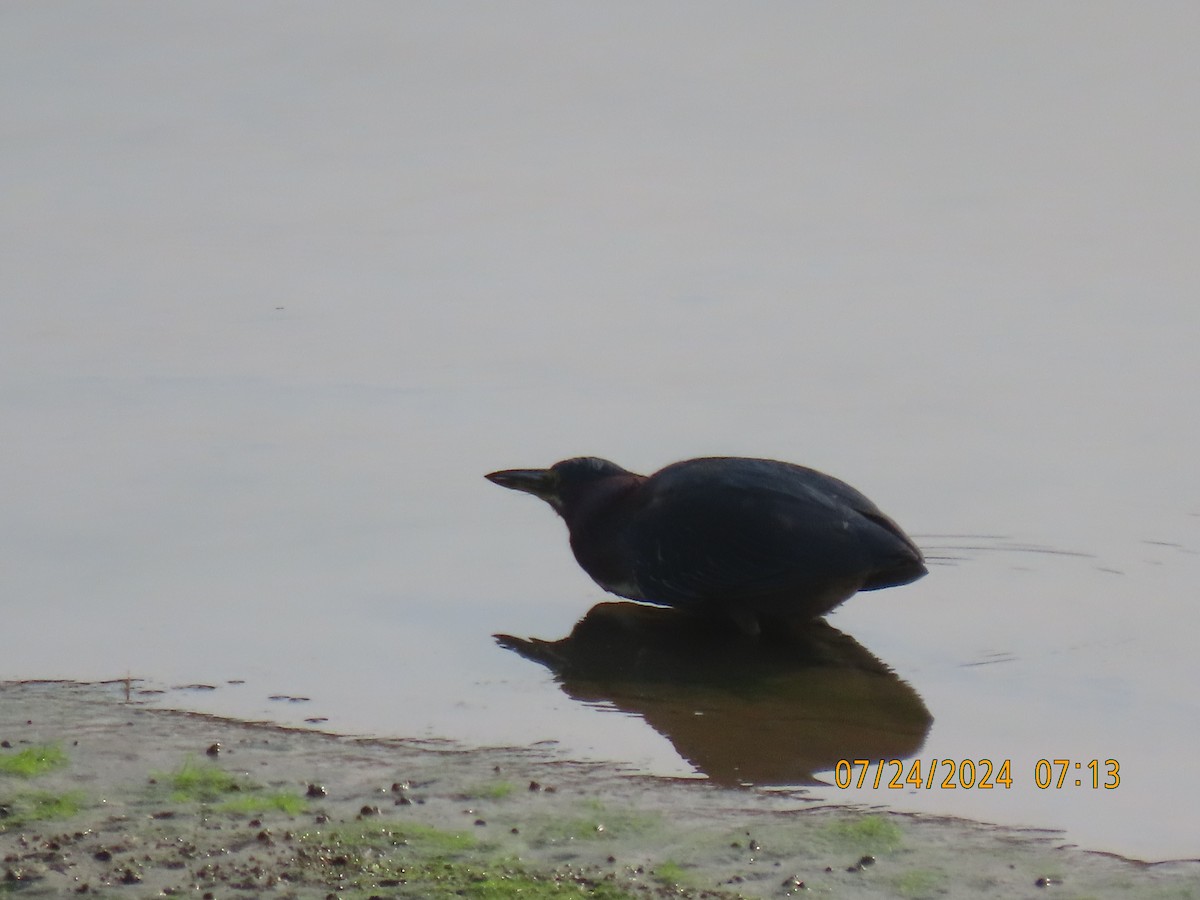 Green Heron - ML621866634