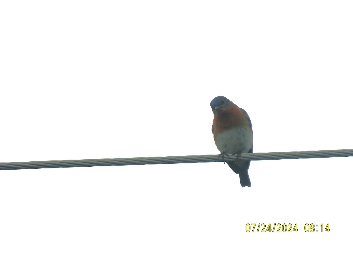 Eastern Bluebird - ML621866645