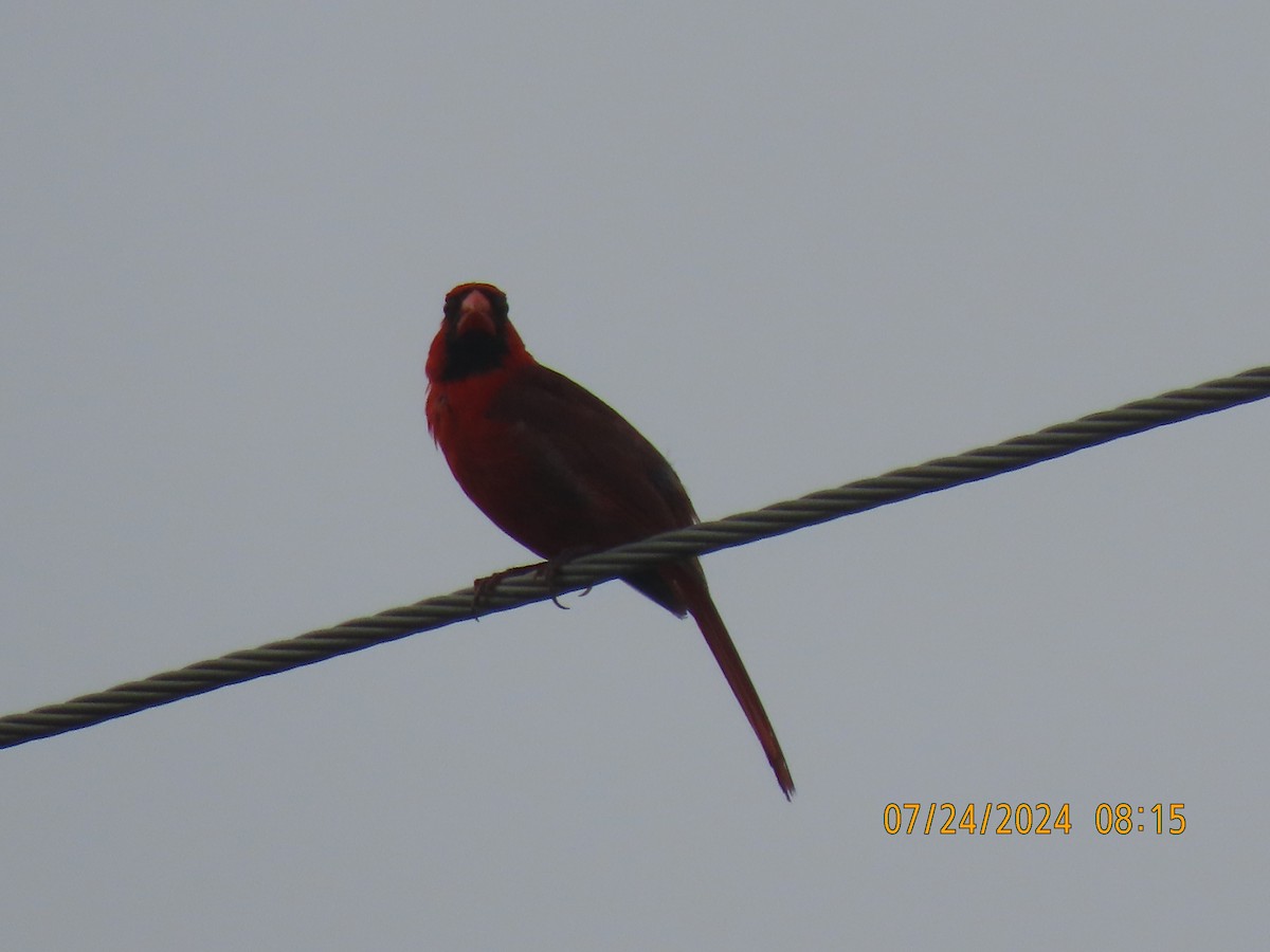 Northern Cardinal - ML621866652