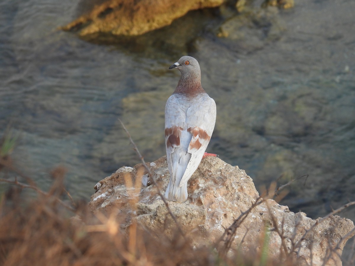 Rock Pigeon (Feral Pigeon) - ML621866734