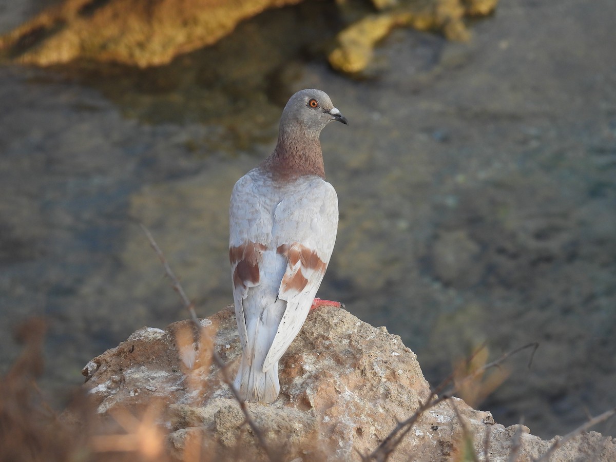 Rock Pigeon (Feral Pigeon) - ML621866735