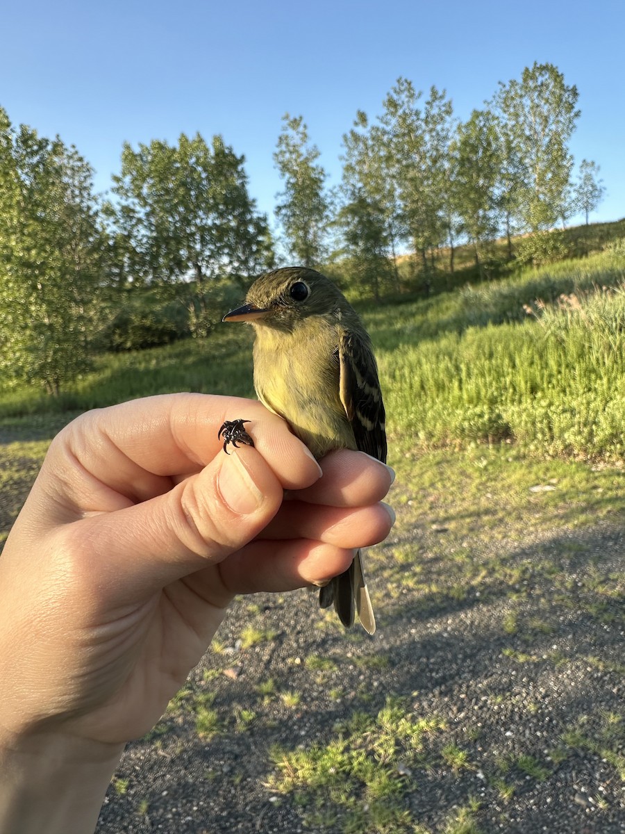 Yellow-bellied Flycatcher - ML621866751