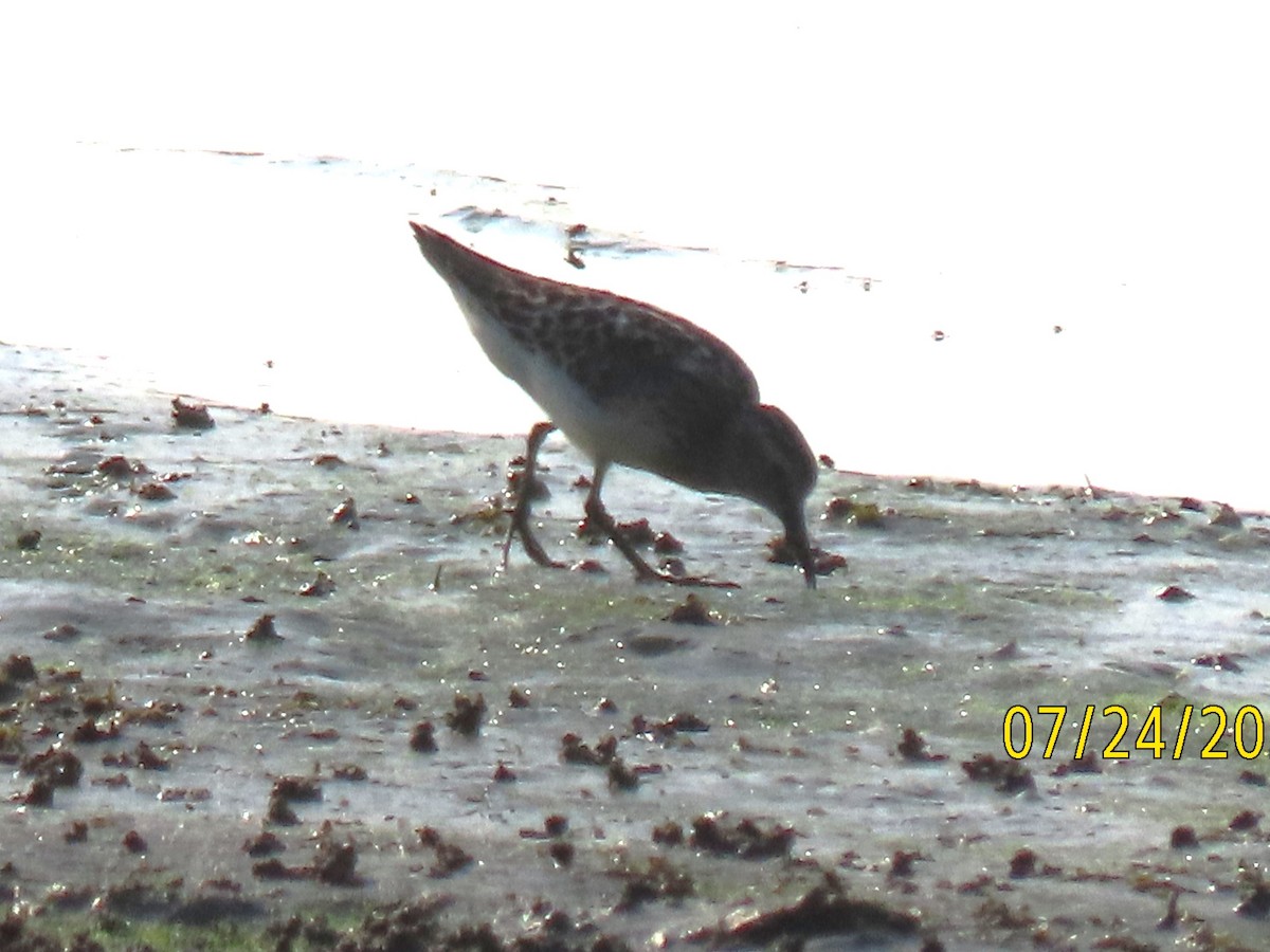 Semipalmated Sandpiper - ML621866797